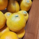 귤림청과