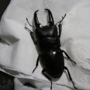 노루와사슴유치원 이미지