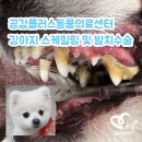 공감＋동물의료센터 | 공감플러스동물의료센터 강아지 스케일링 및 발치수술 후기