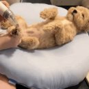 [반려견] 래핑찰리 허그미 쿠션(쿨링방석/솔직후기/내돈내산)