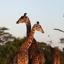 세렝게티 이미지