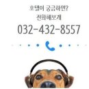 애견호텔 이미지