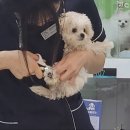 데일리 동물의료센터 이미지
