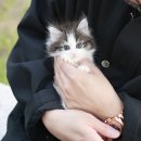 미니펫 강아지분양 고양이분양 부천점 이미지