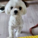 뽀dog 이미지