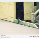 양철지붕위의고양이 이미지