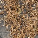 이명은 농장 | 박동성이명 증상 원인 관리법