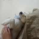 멍빨털빨 이미지