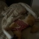 놈뇨미 | 개길어