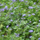 창평농장 이미지