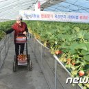 부여군, 딸기농가 고설식 수경재배사업 노동력적어지고 소득과 호흥이 좋아요 ~^^ 이미지