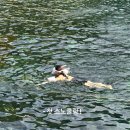 아리랑반점 | 여행] 스노클링 스팟 추천 ㅣ 태하향목관광모노레일 ㅣ아리랑김밥 ㅣ독도반점 ㅣ 저동커피 ㅣ숲크닉커피