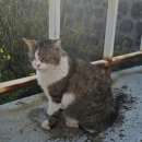 다섯마리 하우스 이미지