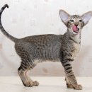 오리엔탈 이미지