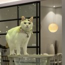 고양이살롱앤카페 | 세종 바이올렛 커피 앤 브런치 고양이 카페 내돈내산 솔직후기