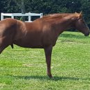 청보리목장 이미지