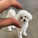 강아지 미용실 이미지