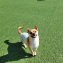 옥스포독 이미지