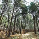 숲속캠핑장 이미지