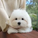 미소로동물병원 | 초보 보호자도 안심할 수 있었던 곳🐕 문경강아지분양 미유펫대구점 후기