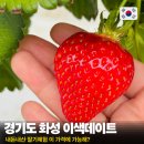 엔도르핀농장 | 경기도 화성 여행 아이와 가볼만한곳 딸기 농장 체험 데이트 장스베리