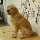 멍스타애견 이미지