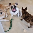 댕글벙글 이미지