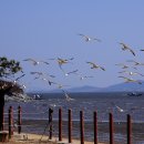 동막 해수욕장 Dongmak Beach 이미지