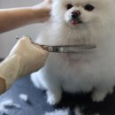 발라당 이미지
