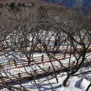 소나무 황토빌 이미지