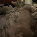 오늘도 신나개 이미지