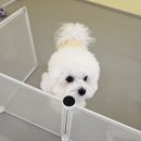 엉클독 애견유치원 이미지