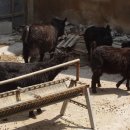 내장산 흑염소농장 이미지