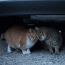 낭만고양이 이미지