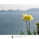 수선화 - 계양구 계산천동로 6 | 수선화
