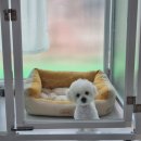 오구오구 펫살롱 이미지