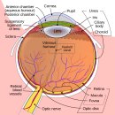 Re: 녹내장 Aqueous humour(방수) 분비와 RGC(망막신경절세포)의 퇴행화 기전 .. 이미지