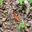 윗사기막 이미지