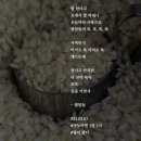 쌀알말이 이미지