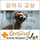 그랜드벳동물병원