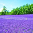 크레이지 더 코인 이미지