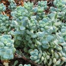 블라우(Blau) 이미지