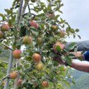 정감농장 이미지