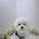 하리몽 이미지