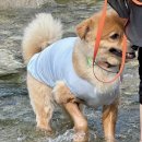 조은별계곡쉼터