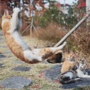 행복한 고양이 이미지