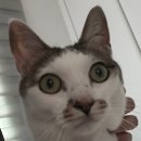 레드립 | [내돈내산] 겨울 쿨톤의 맥 레드립 삼대장 발색&amp;후기(루비우, 러시안레드, 브레이브레드) 💄