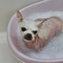 까끌레멍 이미지