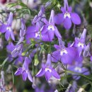 로벨리아(lobelia) 이미지