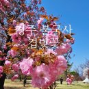목련꽃그늘아래화실 | 경주 불국사 겹벚꽃 언제 필까? 4월 13일 다녀온 솔직 후기